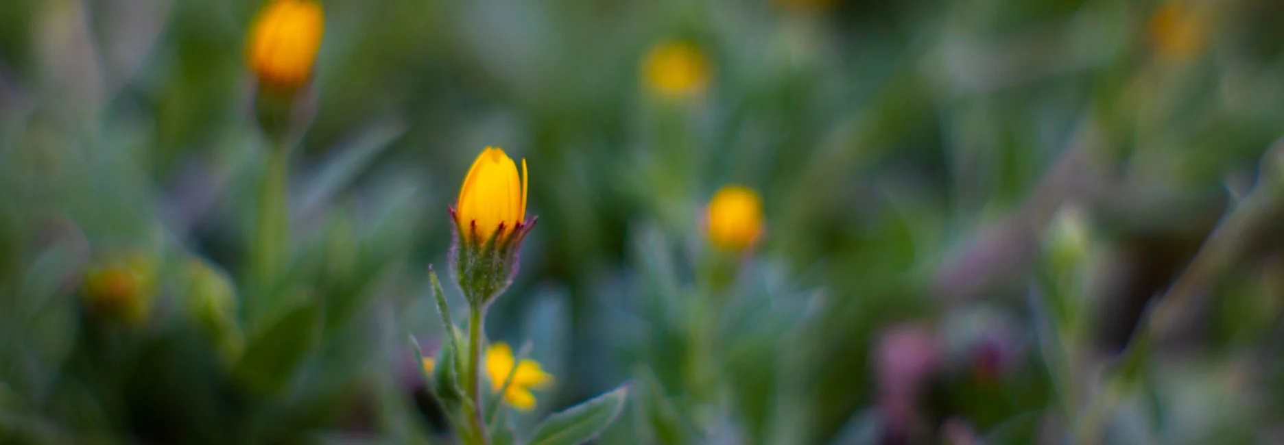 What Is Tribulus Terrestris How Does It Work?