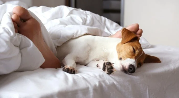 Dog asleep on a bed next to a person's feet