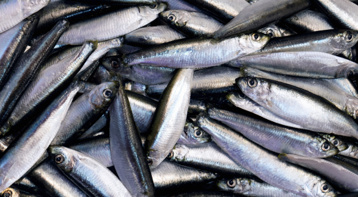 Pile of fresh sardines