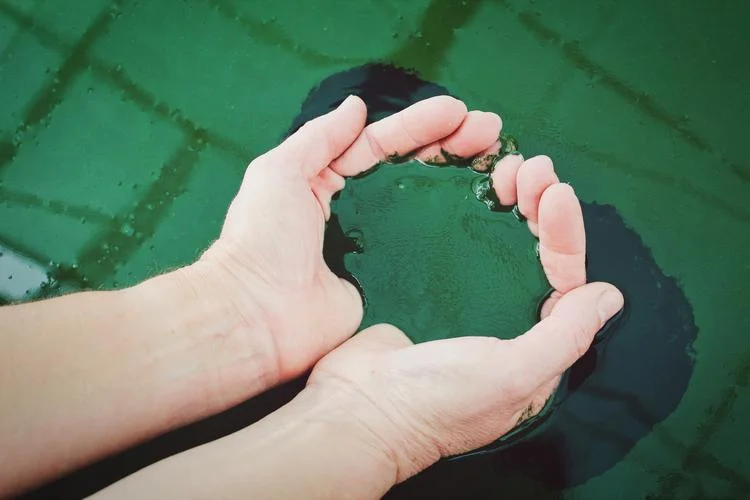 Cupped hands holding green spirulina water