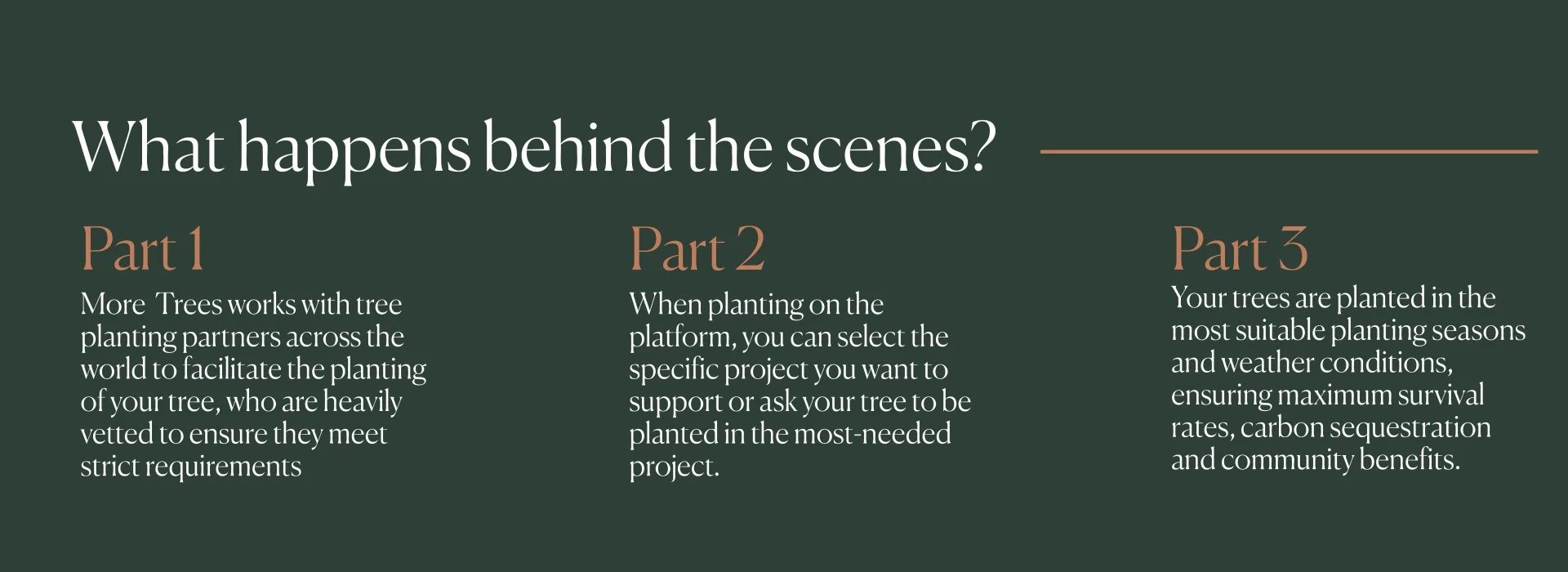 Introducing More Trees THG - behind the scenes
